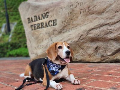 Pet Accessories Reversible Bandanas Beagle