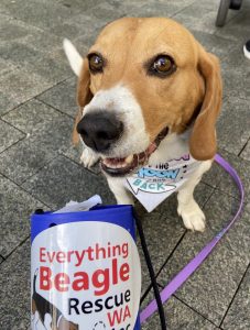 Beagle Charity